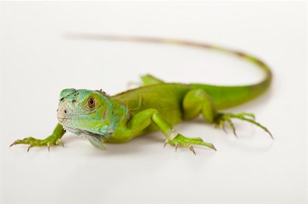 simsearch:400-04097465,k - A picture of iguana - small dragon, lizard, gecko Photographie de stock - Aubaine LD & Abonnement, Code: 400-04666918