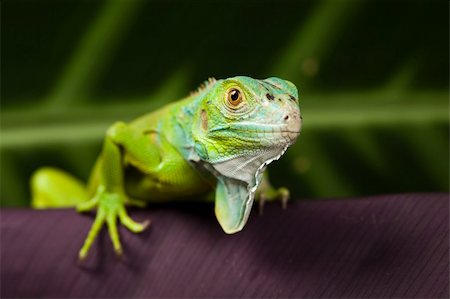 simsearch:400-04097465,k - A picture of iguana - small dragon, lizard, gecko Fotografie stock - Microstock e Abbonamento, Codice: 400-04666919