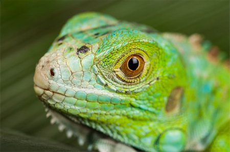 simsearch:400-04097465,k - A picture of iguana - small dragon, lizard, gecko Fotografie stock - Microstock e Abbonamento, Codice: 400-04666929