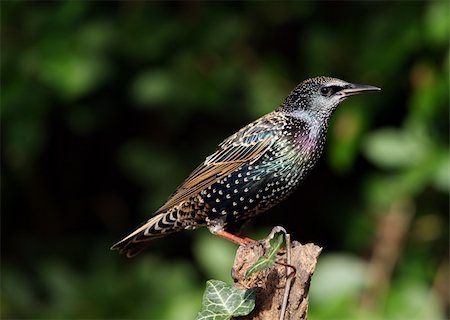 simsearch:400-08250521,k - Portrait of a male Starling Stock Photo - Budget Royalty-Free & Subscription, Code: 400-04666934