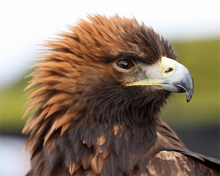 eagle headed person - Portrait of a Golden Eagle Stock Photo - Budget Royalty-Free & Subscription, Code: 400-04666937