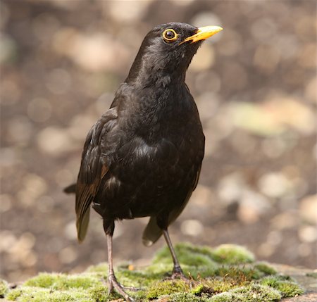 simsearch:400-04705555,k - Portrait of a Blackbird Photographie de stock - Aubaine LD & Abonnement, Code: 400-04667029