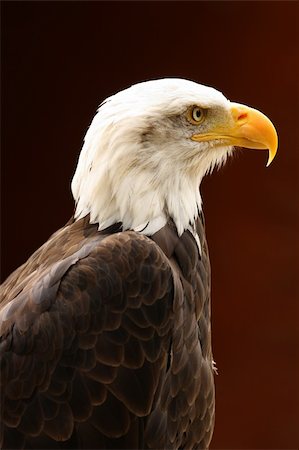 simsearch:400-04705555,k - Portrait of a Bald Eagle Photographie de stock - Aubaine LD & Abonnement, Code: 400-04667038