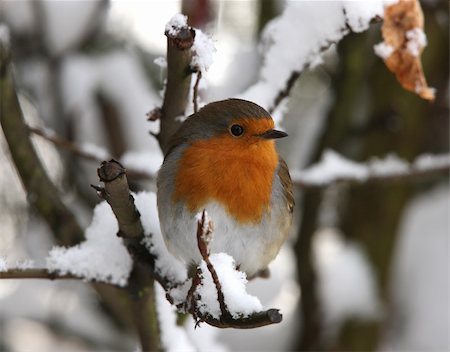 robins - A male Robin in the snow Stock Photo - Budget Royalty-Free & Subscription, Code: 400-04667043