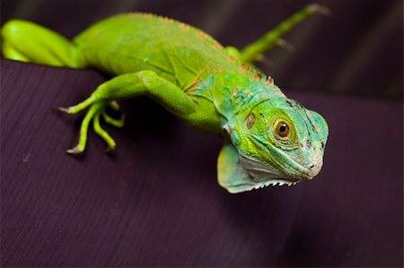 simsearch:400-04097465,k - A picture of iguana - small dragon, lizard, gecko Fotografie stock - Microstock e Abbonamento, Codice: 400-04667097