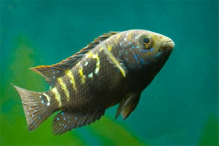 silver lake - aquarium fish Stock Photo - Budget Royalty-Free & Subscription, Code: 400-04667229