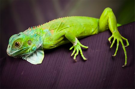 simsearch:400-04097465,k - A picture of iguana - small dragon, lizard, gecko Fotografie stock - Microstock e Abbonamento, Codice: 400-04667318