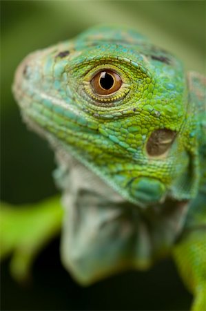 simsearch:400-04097465,k - A picture of iguana - small dragon, lizard, gecko Fotografie stock - Microstock e Abbonamento, Codice: 400-04667320