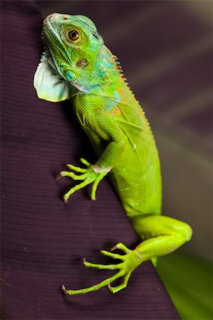 simsearch:400-04097465,k - Un portrait d'iguane - petit dragon, lézard, gecko Photographie de stock - Aubaine LD & Abonnement, Code: 400-04667321