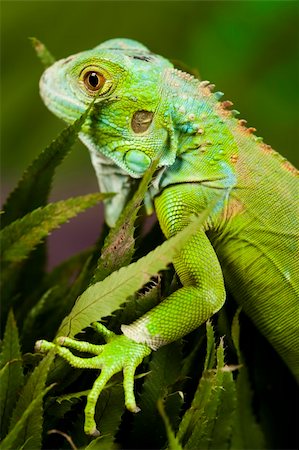 simsearch:400-04097465,k - A picture of iguana - small dragon, lizard, gecko Fotografie stock - Microstock e Abbonamento, Codice: 400-04667322