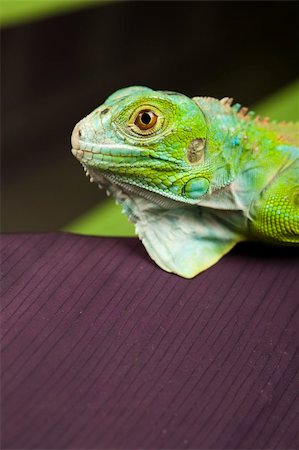simsearch:400-04097465,k - A picture of iguana - small dragon, lizard, gecko Fotografie stock - Microstock e Abbonamento, Codice: 400-04667323