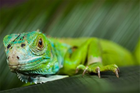 simsearch:400-04097465,k - A picture of iguana - small dragon, lizard, gecko Fotografie stock - Microstock e Abbonamento, Codice: 400-04667359
