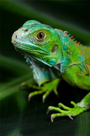 simsearch:400-04097465,k - A picture of iguana - small dragon, lizard, gecko Fotografie stock - Microstock e Abbonamento, Codice: 400-04667360