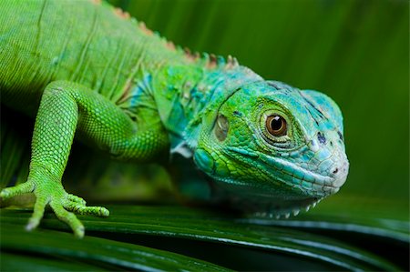 simsearch:400-04097465,k - A picture of iguana - small dragon, lizard, gecko Fotografie stock - Microstock e Abbonamento, Codice: 400-04667361
