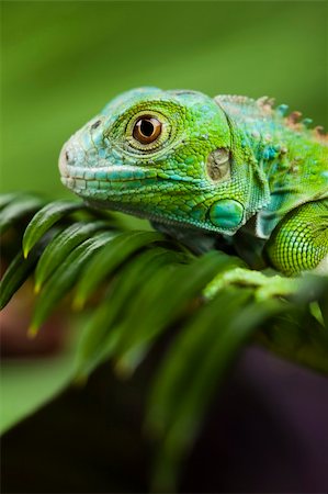 simsearch:400-04097465,k - A picture of iguana - small dragon, lizard, gecko Fotografie stock - Microstock e Abbonamento, Codice: 400-04667417