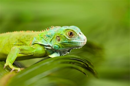 simsearch:400-04097465,k - A picture of iguana - small dragon, lizard, gecko Photographie de stock - Aubaine LD & Abonnement, Code: 400-04667418