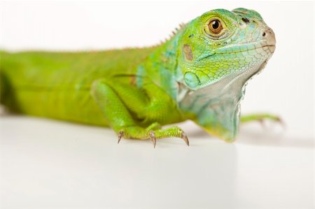 simsearch:400-04097465,k - A picture of iguana - small dragon, lizard, gecko Photographie de stock - Aubaine LD & Abonnement, Code: 400-04667419