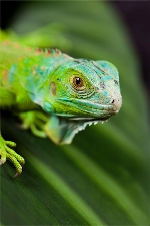 simsearch:400-04097465,k - A picture of iguana - small dragon, lizard, gecko Fotografie stock - Microstock e Abbonamento, Codice: 400-04667420