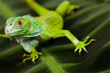 simsearch:400-04097465,k - A picture of iguana - small dragon, lizard, gecko Photographie de stock - Aubaine LD & Abonnement, Code: 400-04667421