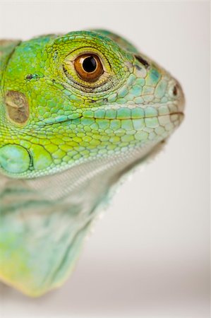simsearch:400-04097465,k - A picture of iguana - small dragon, lizard, gecko Fotografie stock - Microstock e Abbonamento, Codice: 400-04667485