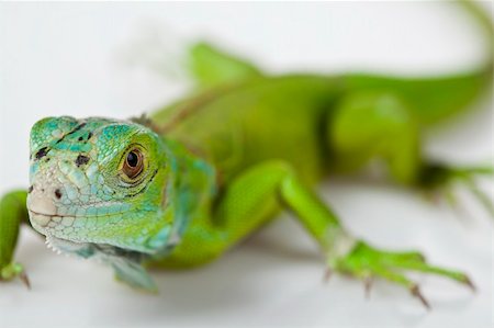 simsearch:400-04097465,k - A picture of iguana - small dragon, lizard, gecko Fotografie stock - Microstock e Abbonamento, Codice: 400-04667480