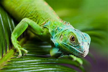 simsearch:400-04097465,k - A picture of iguana - small dragon, lizard, gecko Photographie de stock - Aubaine LD & Abonnement, Code: 400-04667481