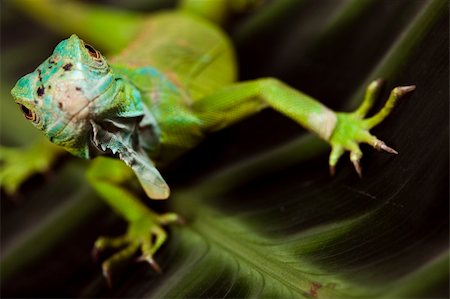 A picture of iguana - small dragon, lizard, gecko Photographie de stock - Aubaine LD & Abonnement, Code: 400-04667483