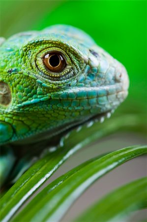simsearch:400-04097465,k - A picture of iguana - small dragon, lizard, gecko Fotografie stock - Microstock e Abbonamento, Codice: 400-04667554