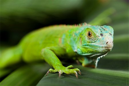 simsearch:400-04097465,k - A picture of iguana - small dragon, lizard, gecko Fotografie stock - Microstock e Abbonamento, Codice: 400-04667555