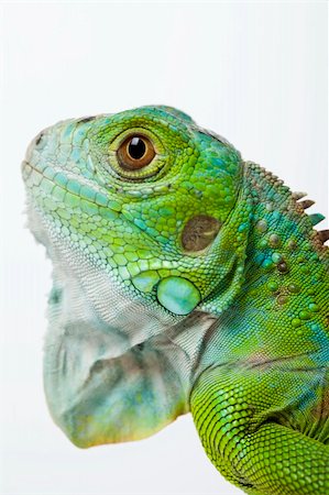 A picture of iguana - small dragon, lizard, gecko Stock Photo - Budget Royalty-Free & Subscription, Code: 400-04667556