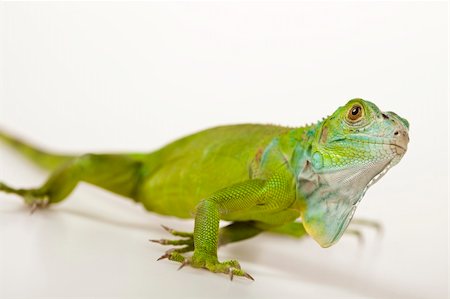 simsearch:400-04097465,k - A picture of iguana - small dragon, lizard, gecko Photographie de stock - Aubaine LD & Abonnement, Code: 400-04667557
