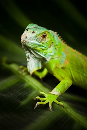 A picture of iguana - small dragon, lizard, gecko Stock Photo - Budget Royalty-Free & Subscription, Code: 400-04667558