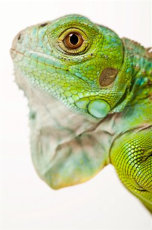 simsearch:400-04097465,k - A picture of iguana - small dragon, lizard, gecko Fotografie stock - Microstock e Abbonamento, Codice: 400-04667564