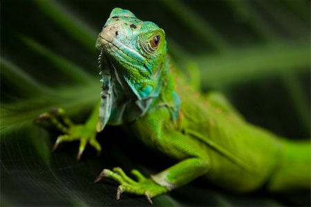 A picture of iguana - small dragon, lizard, gecko Photographie de stock - Aubaine LD & Abonnement, Code: 400-04667565