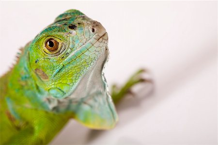 simsearch:400-04097465,k - A picture of iguana - small dragon, lizard, gecko Photographie de stock - Aubaine LD & Abonnement, Code: 400-04667560
