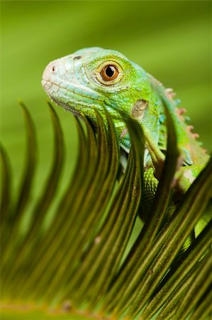 simsearch:400-04097465,k - A picture of iguana - small dragon, lizard, gecko Fotografie stock - Microstock e Abbonamento, Codice: 400-04667561
