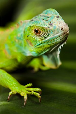 simsearch:400-04097465,k - A picture of iguana - small dragon, lizard, gecko Fotografie stock - Microstock e Abbonamento, Codice: 400-04667562