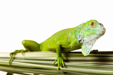simsearch:400-04097465,k - A picture of iguana - small dragon, lizard, gecko Fotografie stock - Microstock e Abbonamento, Codice: 400-04667563