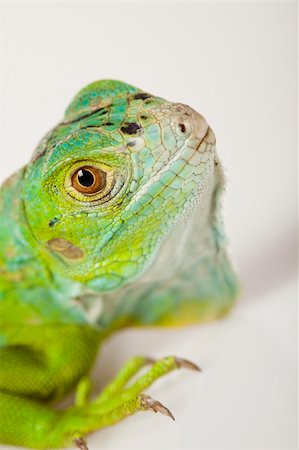 simsearch:400-04097465,k - A picture of iguana - small dragon, lizard, gecko Fotografie stock - Microstock e Abbonamento, Codice: 400-04667574