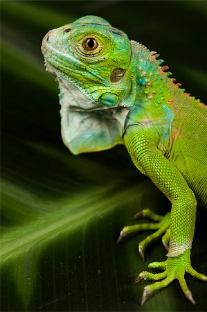simsearch:400-04097465,k - A picture of iguana - small dragon, lizard, gecko Fotografie stock - Microstock e Abbonamento, Codice: 400-04667575