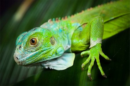 A picture of iguana - small dragon, lizard, gecko Stock Photo - Budget Royalty-Free & Subscription, Code: 400-04667576