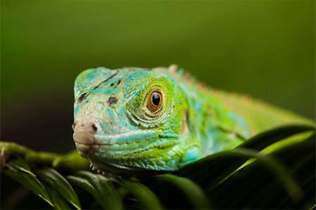 A picture of iguana - small dragon, lizard, gecko Stock Photo - Budget Royalty-Free & Subscription, Code: 400-04667577