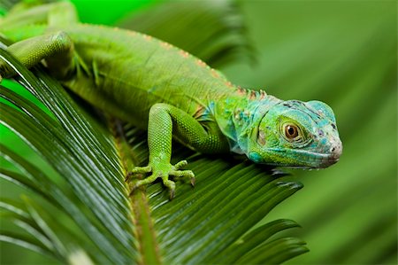 simsearch:400-04097465,k - A picture of iguana - small dragon, lizard, gecko Fotografie stock - Microstock e Abbonamento, Codice: 400-04667578