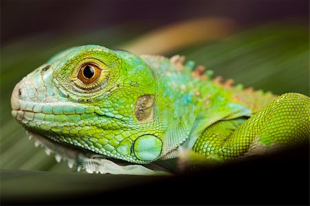simsearch:400-04097465,k - A picture of iguana - small dragon, lizard, gecko Fotografie stock - Microstock e Abbonamento, Codice: 400-04667579