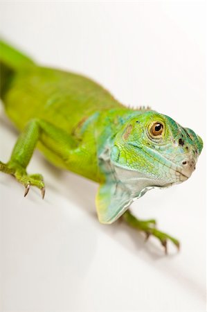 simsearch:400-04097465,k - A picture of iguana - small dragon, lizard, gecko Fotografie stock - Microstock e Abbonamento, Codice: 400-04667570
