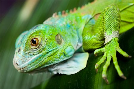 simsearch:400-04097465,k - A picture of iguana - small dragon, lizard, gecko Fotografie stock - Microstock e Abbonamento, Codice: 400-04667572