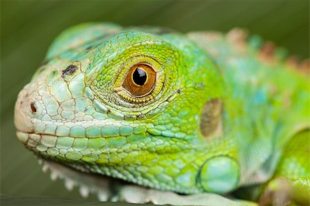 simsearch:400-04097465,k - A picture of iguana - small dragon, lizard, gecko Fotografie stock - Microstock e Abbonamento, Codice: 400-04667573