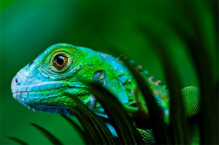 simsearch:400-04097465,k - A picture of iguana - small dragon, lizard, gecko Fotografie stock - Microstock e Abbonamento, Codice: 400-04667580