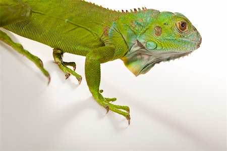 simsearch:400-04097465,k - A picture of iguana - small dragon, lizard, gecko Fotografie stock - Microstock e Abbonamento, Codice: 400-04667581