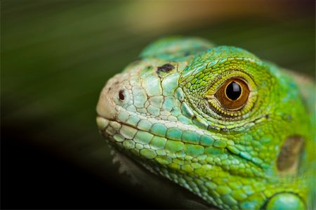 simsearch:400-04097465,k - A picture of iguana - small dragon, lizard, gecko Fotografie stock - Microstock e Abbonamento, Codice: 400-04667582